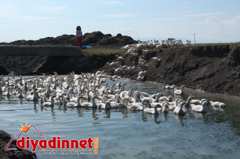 Pazardan aldığı tavukla çiftlik kurdu - AĞRI2