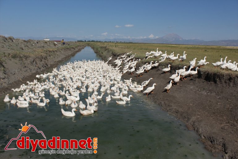 Pazardan aldığı tavukla çiftlik kurdu - AĞRI3