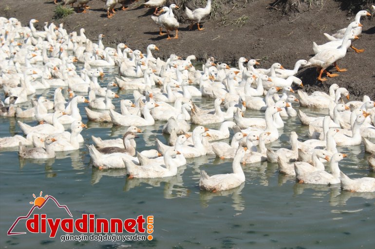 Pazardan aldığı tavukla çiftlik kurdu - AĞRI4