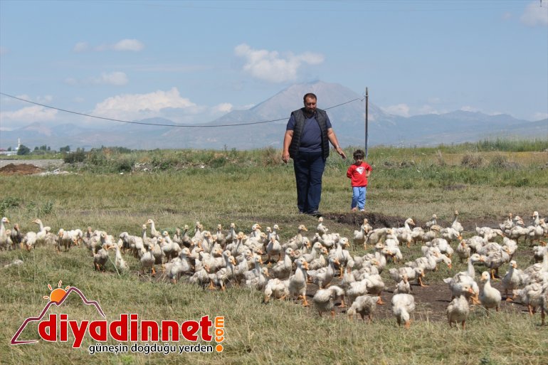 Pazardan aldığı tavukla çiftlik kurdu - AĞRI5