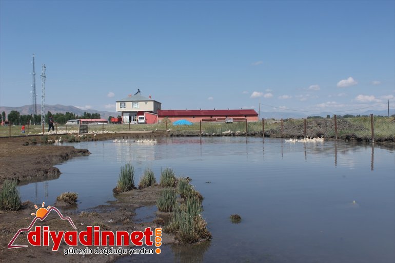 Pazardan aldığı tavukla çiftlik kurdu - AĞRI6