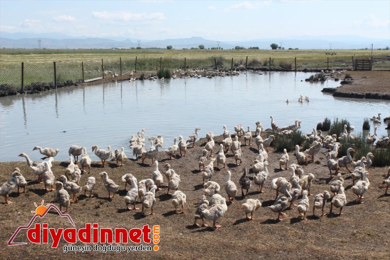 Pazardan aldığı tavukla çiftlik kurdu - AĞRI7