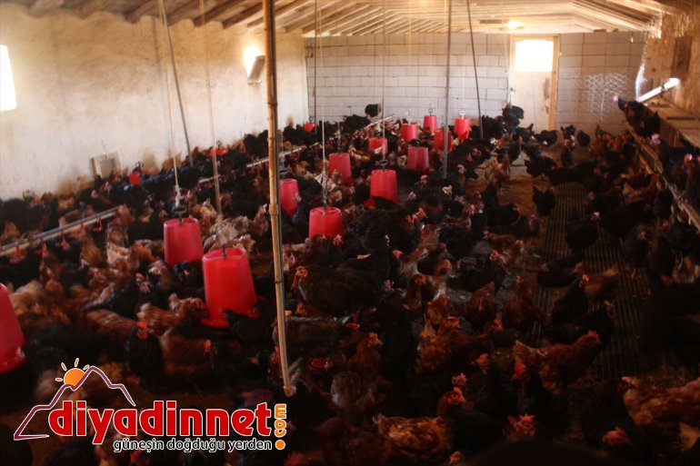 Pazardan aldığı tavukla çiftlik kurdu - AĞRI8