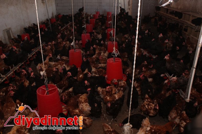 Pazardan aldığı tavukla çiftlik kurdu - AĞRI9