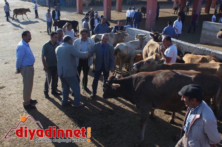 Pazarın gözdesi 1 tonluk Aslan alıcısını bekliyor1