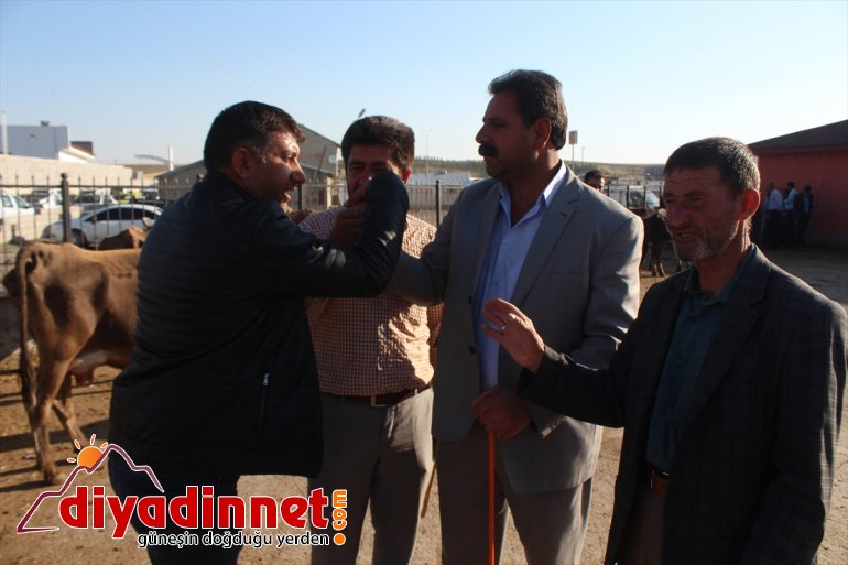 Pazarın gözdesi 1 tonluk Aslan alıcısını bekliyor2