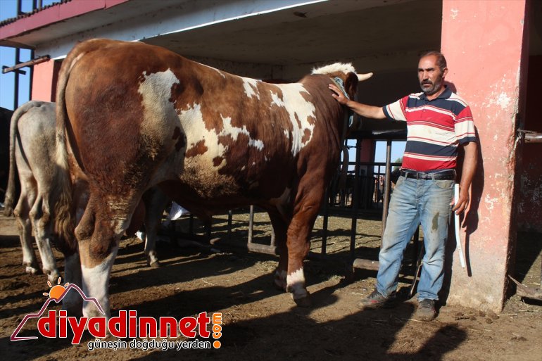 Pazarın gözdesi 1 tonluk Aslan alıcısını bekliyor3