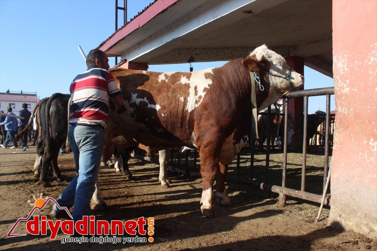 Pazarın gözdesi 1 tonluk 'Aslan' alıcısını bekliyor