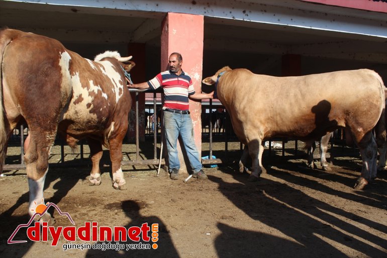 Pazarın gözdesi 1 tonluk Aslan alıcısını bekliyor5