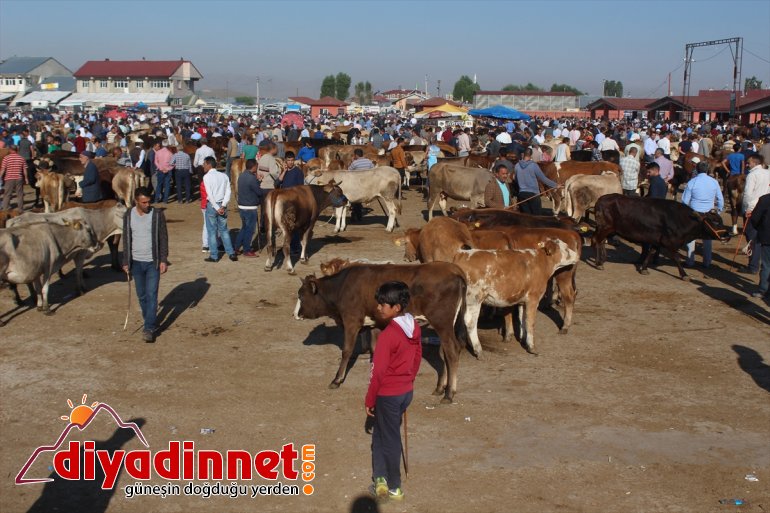 Pazarın gözdesi 1 tonluk Aslan alıcısını bekliyor6