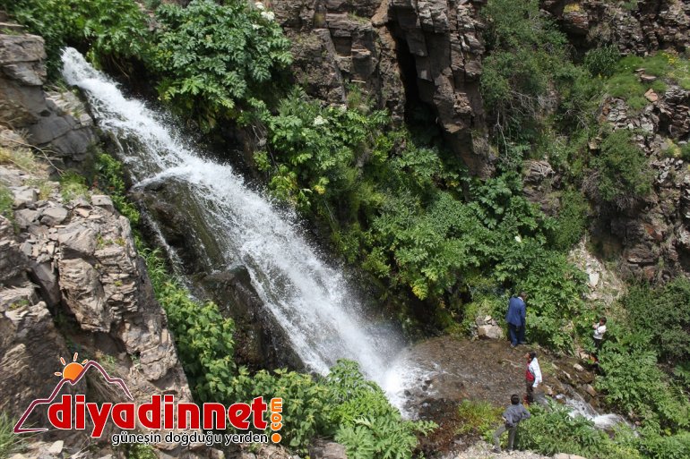 Saklı cennet Miraşe Yaylası göz kamaştırıyor - AĞRI11