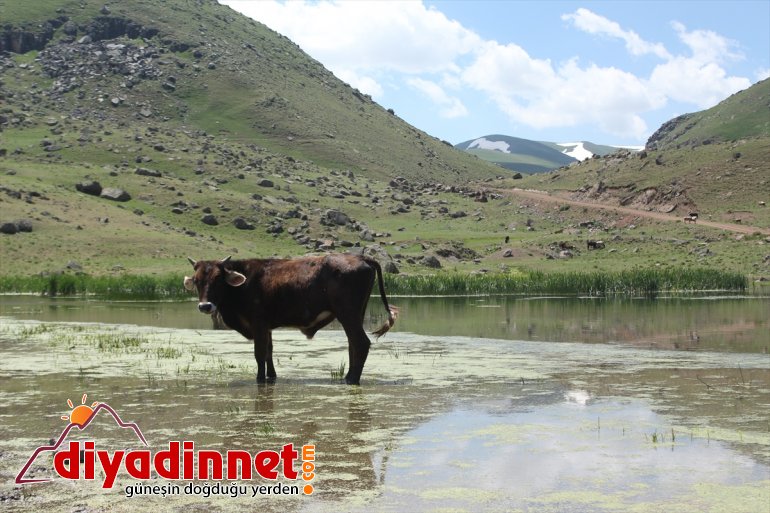 Saklı cennet Miraşe Yaylası göz kamaştırıyor - AĞRI7