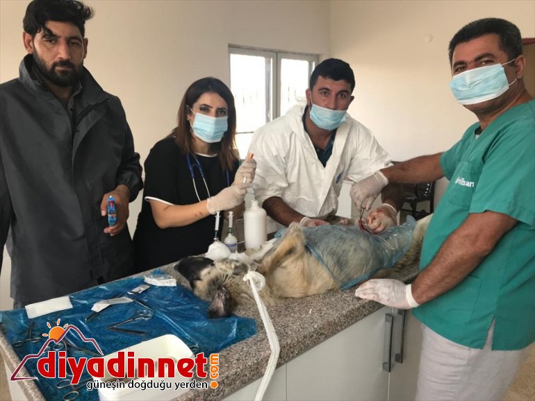 Ağrı'da sokak hayvanları kısırlaştırılıyor
