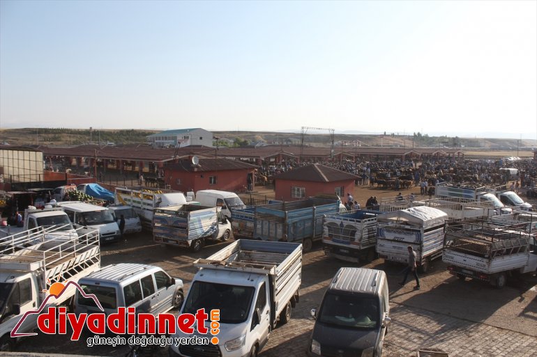 Ağrı'dan yurdun batısına 133 bin kurbanlık sevk edildi