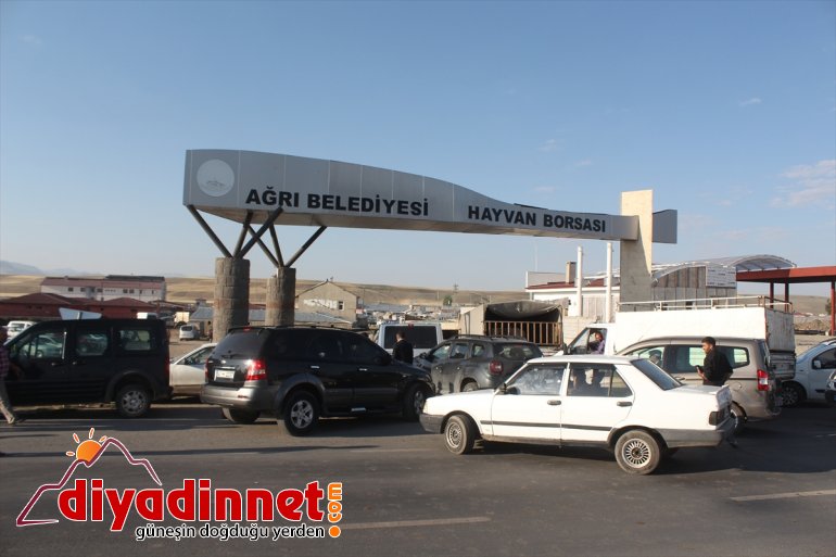 Bir ton 100 kiloluk Şahin alıcı bekliyor - AĞRI1