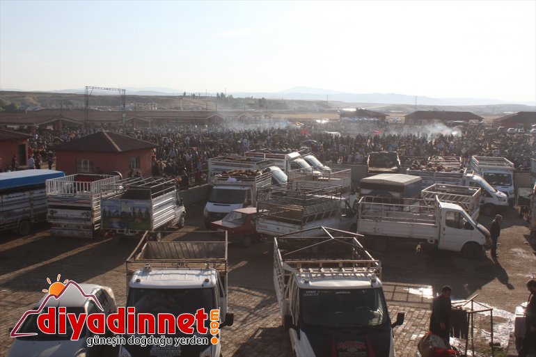 Bir ton 100 kiloluk Şahin alıcı bekliyor - AĞRI2