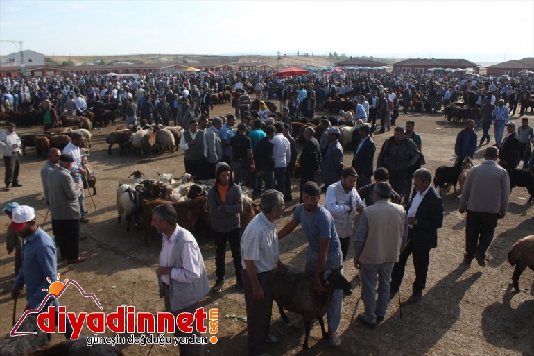 Bir ton 100 kiloluk Şahin alıcı bekliyor - AĞRI11