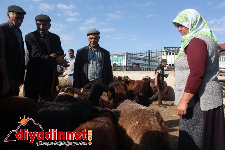 Bir ton 100 kiloluk Şahin alıcı bekliyor - AĞRI12
