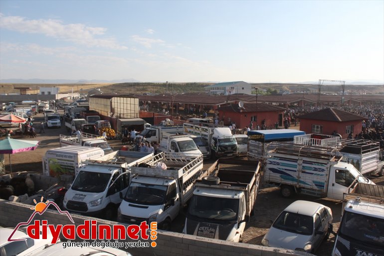 Bir ton 100 kiloluk Şahin alıcı bekliyor - AĞRI3