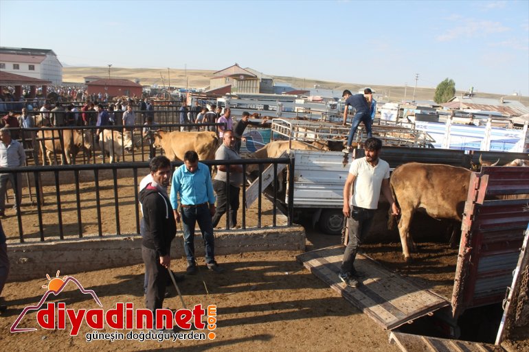 Bir ton 100 kiloluk Şahin alıcı bekliyor - AĞRI4