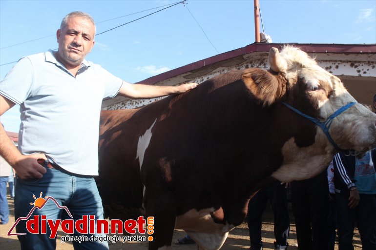 Bir ton 100 kiloluk Şahin alıcı bekliyor - AĞRI6