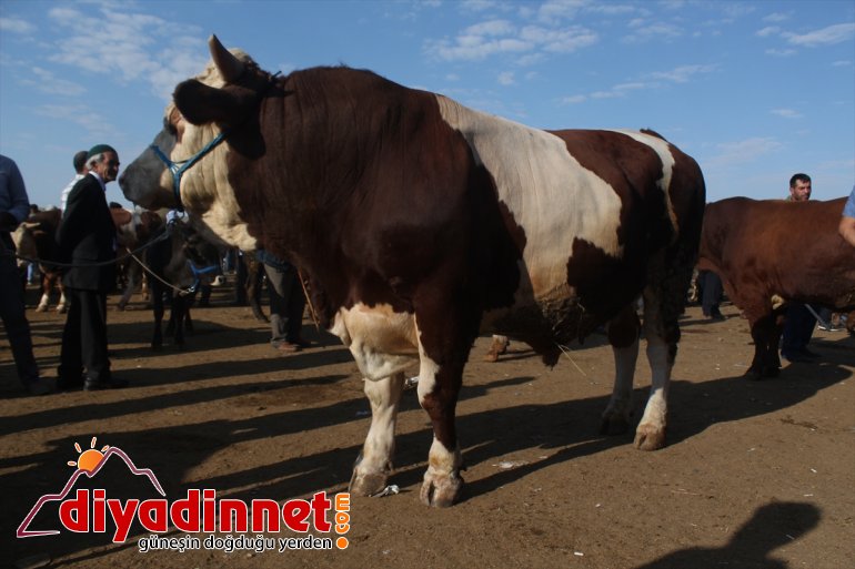 Bir ton 100 kiloluk Şahin alıcı bekliyor - AĞRI7