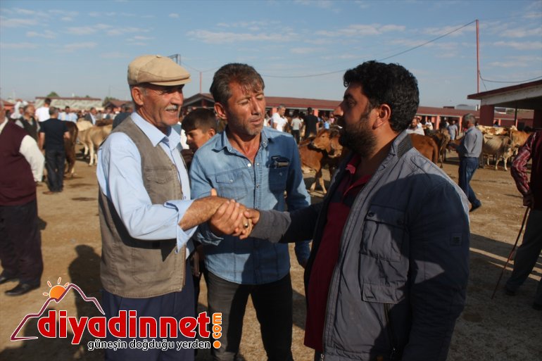 Bir ton 100 kiloluk Şahin alıcı bekliyor - AĞRI8