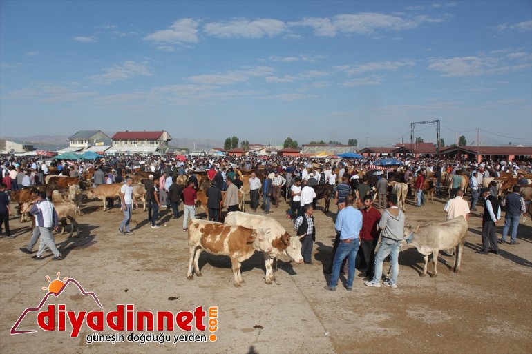 Bir ton 100 kiloluk Şahin alıcı bekliyor - AĞRI9