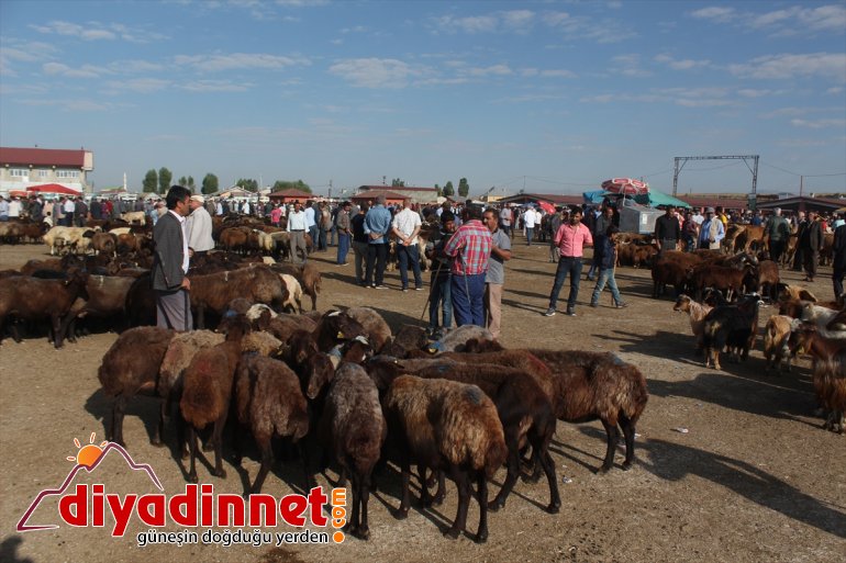 Bir ton 100 kiloluk Şahin alıcı bekliyor - AĞRI10