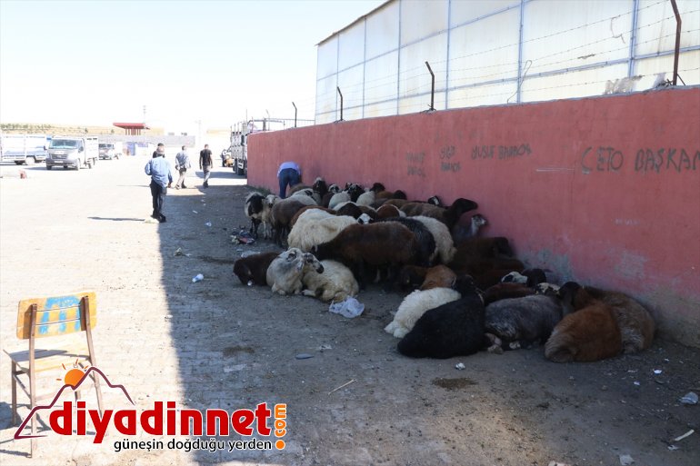 Hayvan pazarlarında bayram bereketi