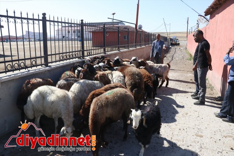 Hayvan pazarlarında bayram bereketi - ERZURUM2