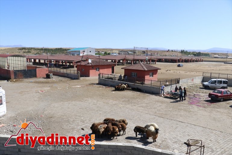Hayvan pazarlarında bayram bereketi - ERZURUM4