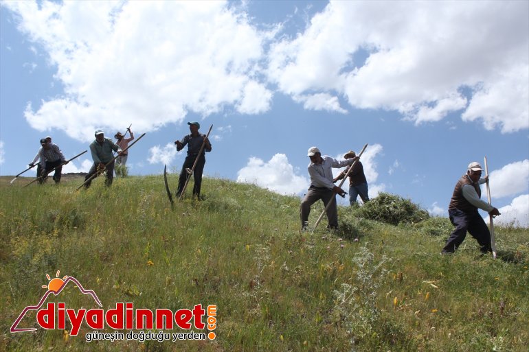 Hayvanları için imece usulüyle dağlardaki otları biçiyorlar