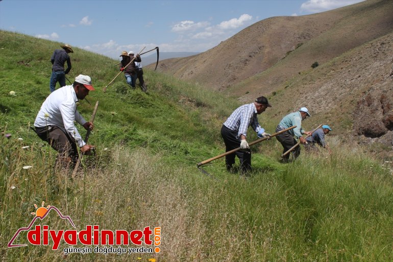 Hayvanları için imece usulüyle dağlardaki otları biçiyorlar - AĞRI 3