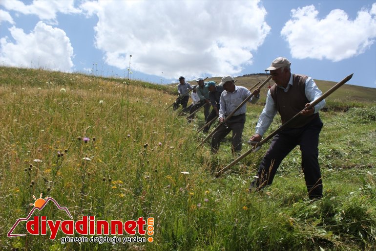 Hayvanları için imece usulüyle dağlardaki otları biçiyorlar - AĞRI 4