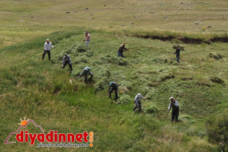Hayvanları için imece usulüyle dağlardaki otları biçiyorlar - AĞRI 5
