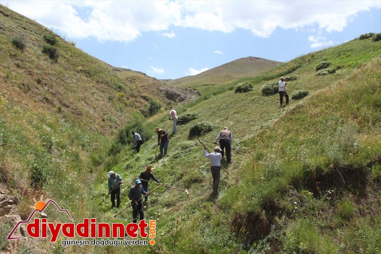 Hayvanları için imece usulüyle dağlardaki otları biçiyorlar - AĞRI 6