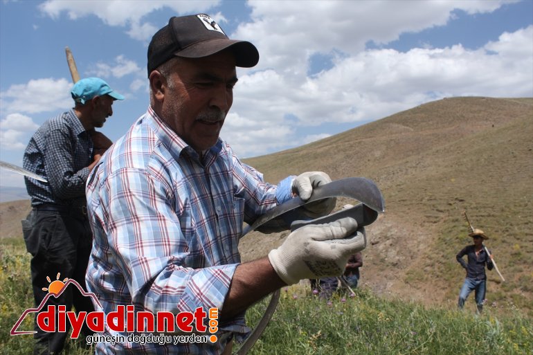 Hayvanları için imece usulüyle dağlardaki otları biçiyorlar - AĞRI 7