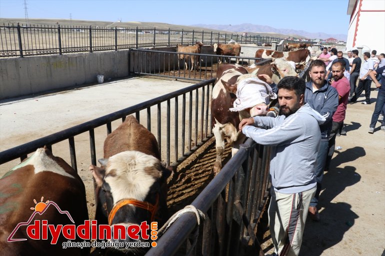 Kurban Bayramı coşkusu - AĞRI 4