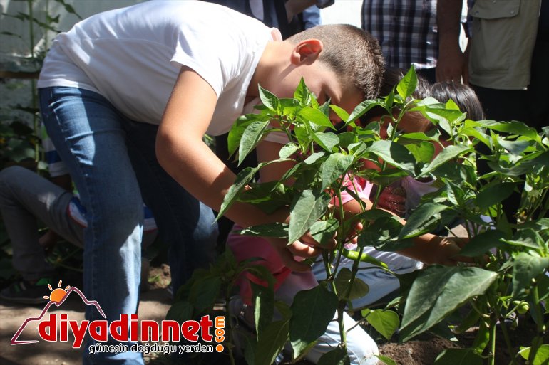 Minik öğrencilerin okul bahçesinde hasat heyecanı2