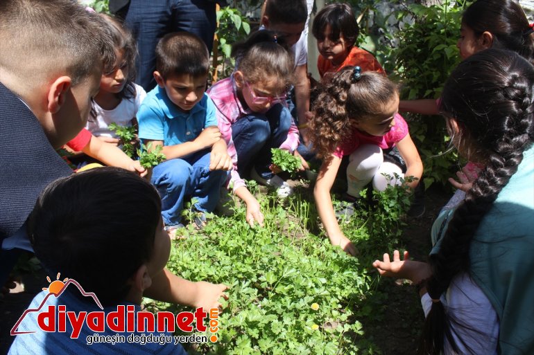 Minik öğrencilerin okul bahçesinde hasat heyecanı4