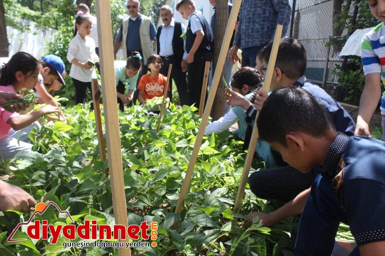 Minik öğrencilerin okul bahçesinde hasat heyecanı7
