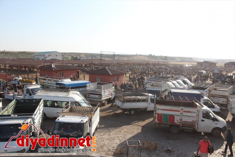 Pazarın gözdesi 1,5 tonluk Bozo - AĞRI1