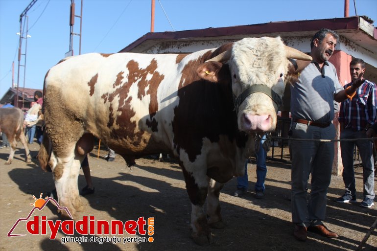 Pazarın gözdesi 1,5 tonluk 'Bozo'