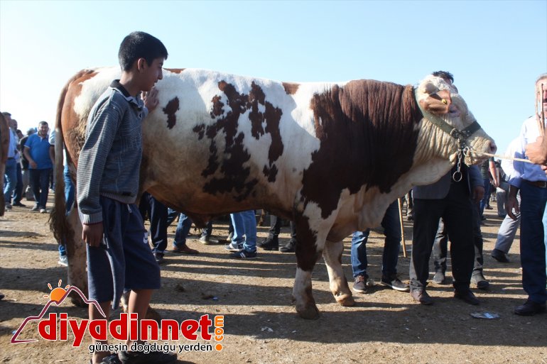 Pazarın gözdesi 1,5 tonluk Bozo - AĞRI3