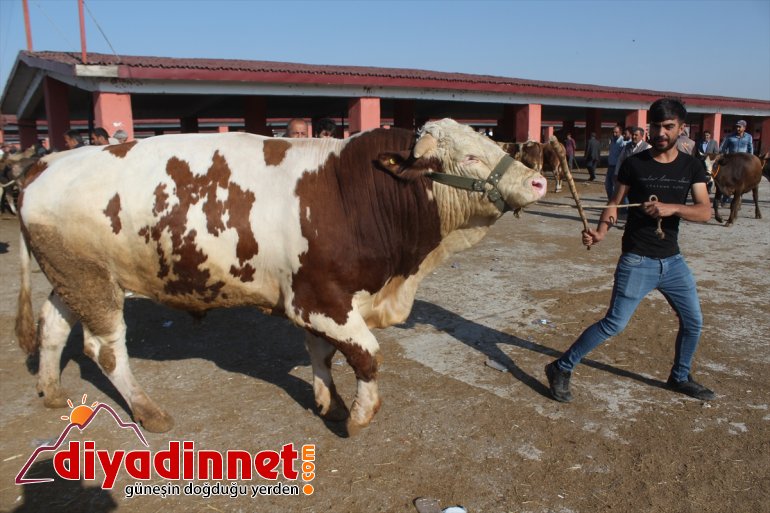 Pazarın gözdesi 1,5 tonluk Bozo - AĞRI4