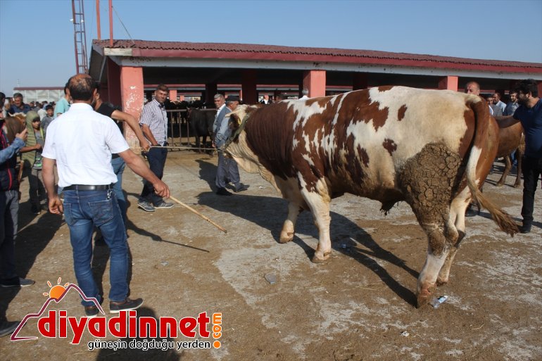 Pazarın gözdesi 1,5 tonluk Bozo - AĞRI5