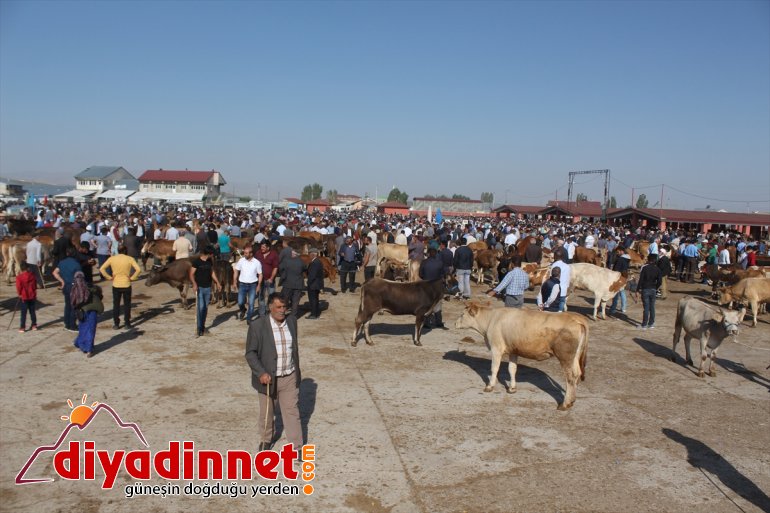 Pazarın gözdesi 1,5 tonluk Bozo - AĞRI6