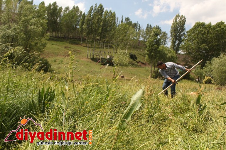 Tırpanla ot biçip taş kaldırarak halter şampiyonalarına hazırlanıyor