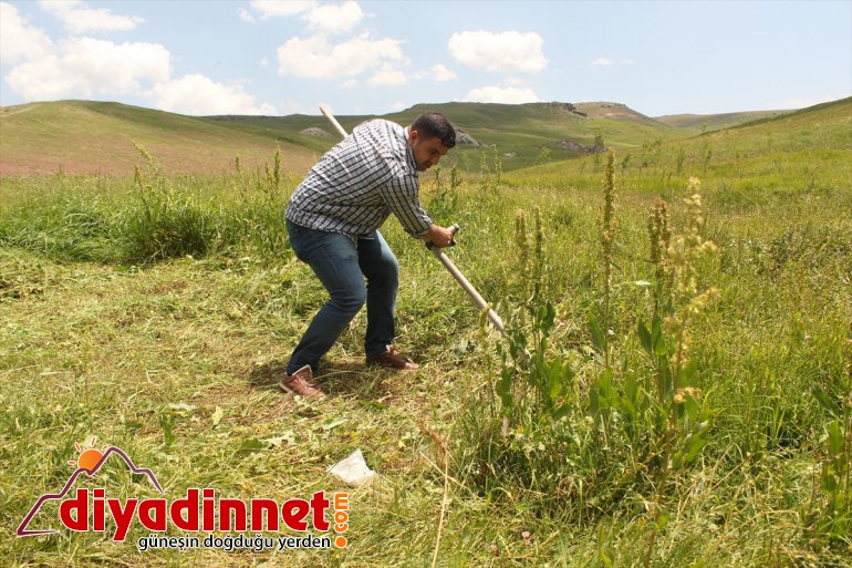 Tırpanla ot biçip taş kaldırarak halter şampiyonalarına hazırlanıyor - AĞRI 2